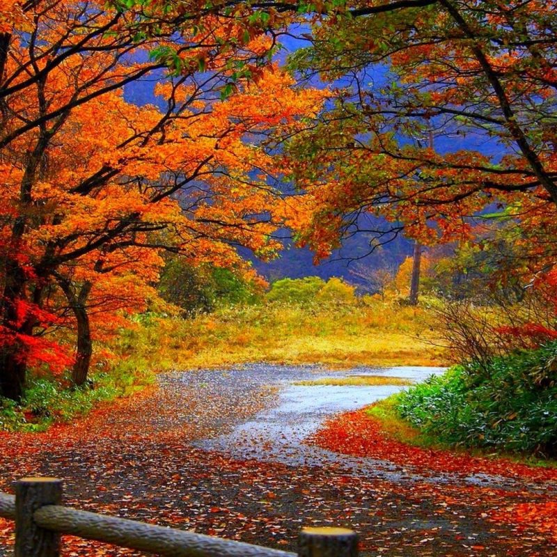 10 Latest Desktop Backgrounds Fall Scenery FULL HD 1920×1080 For PC Background 2023 free download autumn fall scenery wallpaper nature desktop wallpapers 800x800