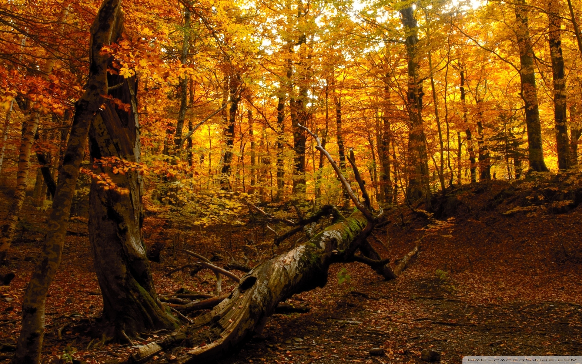 10 Best Autumn Forest Wallpaper Hd FULL HD 1920×1080 For PC Desktop