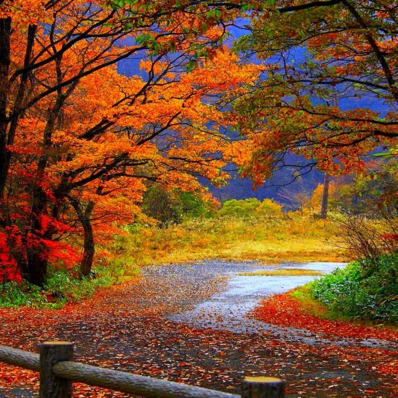 10 Best Hd Autumn Wallpapers 1080P FULL HD 1920×1080 For PC Desktop 2023 free download autumn forest hd wallpaper hd latest wallpapers 1 800x800