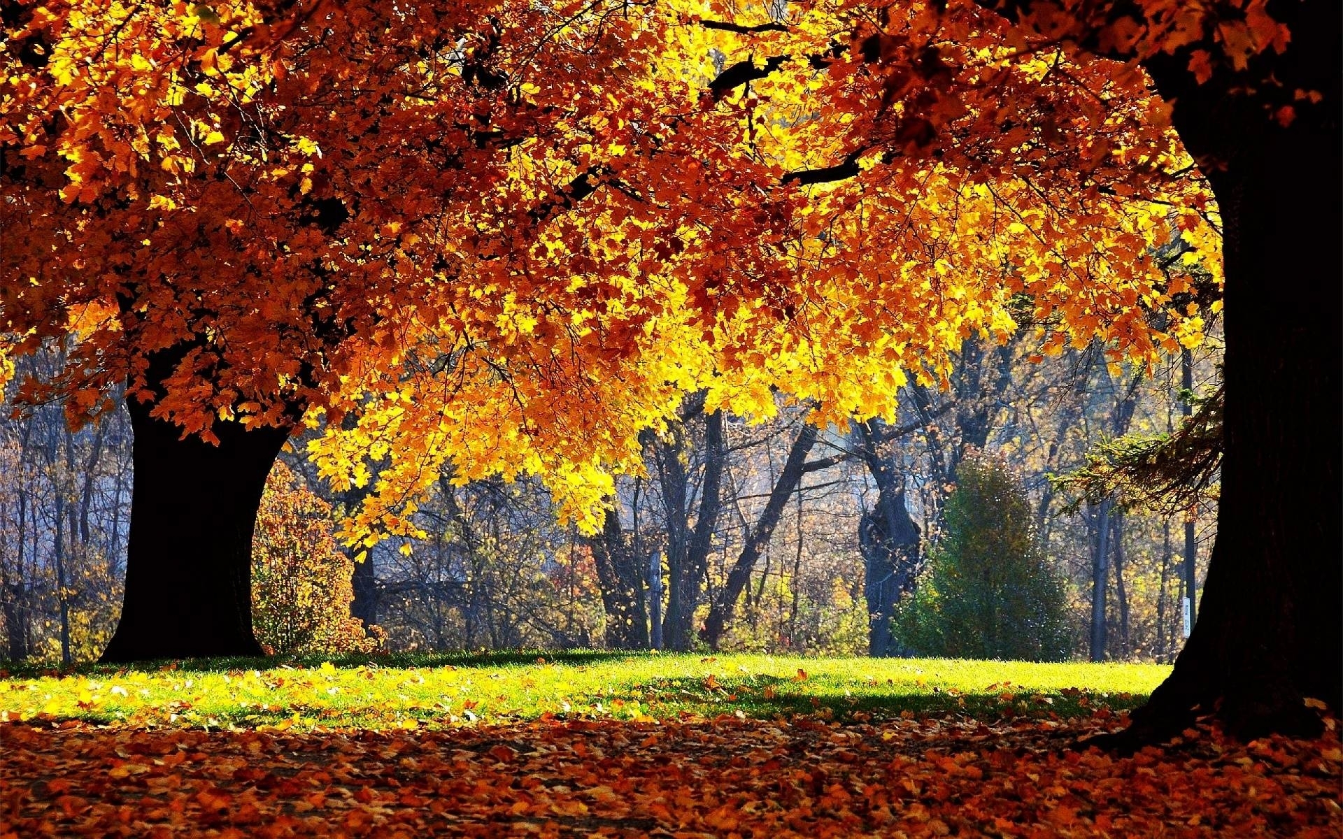 10 Top Autumn Forest Wallpaper Widescreen FULL HD 1080p For PC Desktop