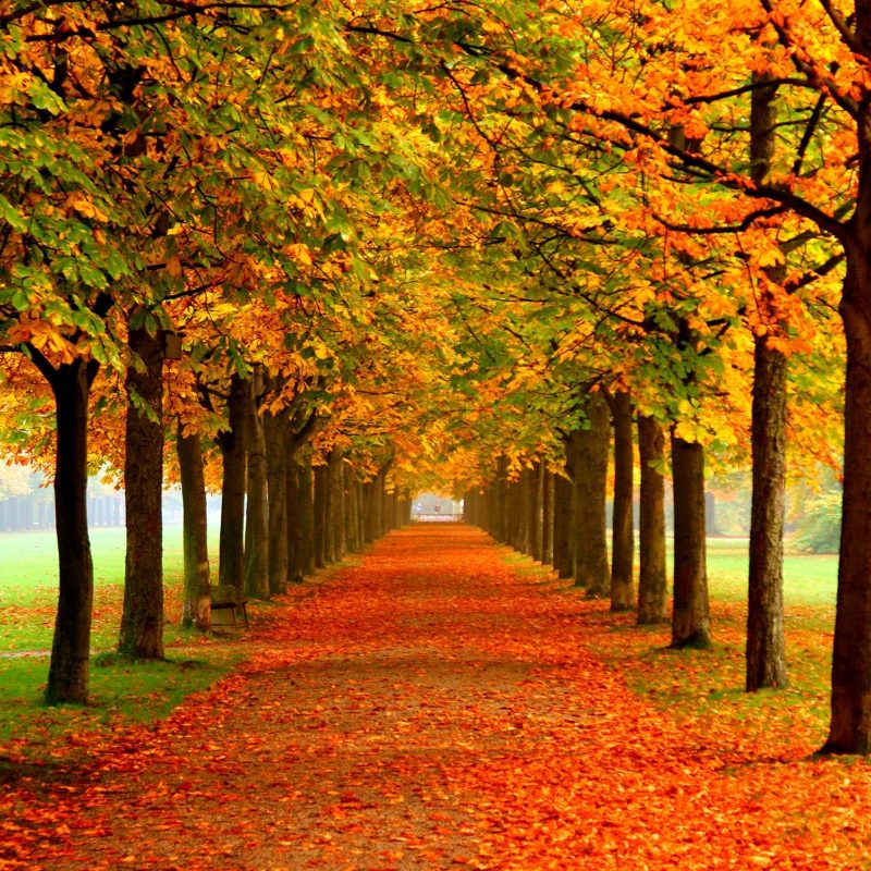 10 Best Fall Free Wall Paper FULL HD 1920×1080 For PC Desktop 2024 free download autumn free wallpaper autumn colors wallpapers hd wallpapers 800x800