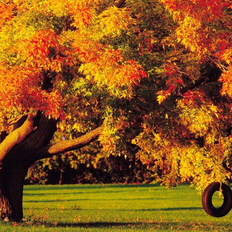 10 New Fall Trees Wallpaper Hd FULL HD 1920×1080 For PC Background 2023 free download autumn tree with tire swing full hd wallpaper and background image 800x800