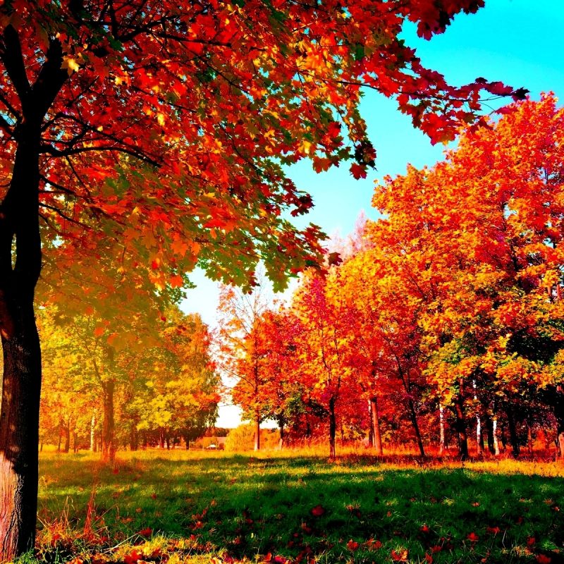 10 Latest Autumn Desktop Backgrounds Hd FULL HD 1080p For PC Desktop 2024 free download autumn trees wide desktop background wallpaper wiki 800x800