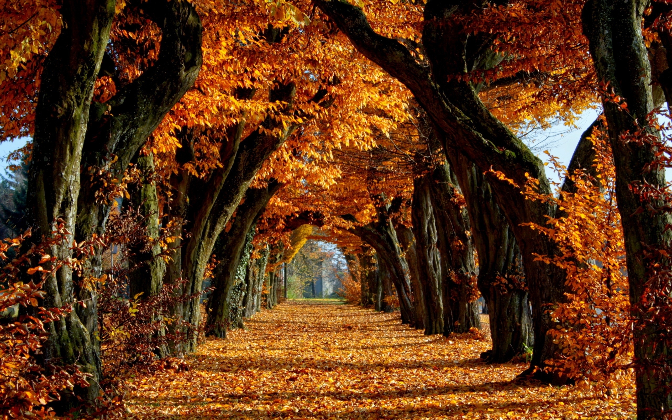 10 Best High Definition Autumn Wallpaper Full Hd 1920×1080 For Pc