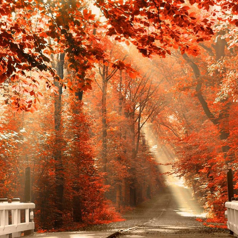 10 Most Popular Fall Wallpaper For Desktops FULL HD 1080p For PC Background 2023 free download autumn wallpaper for computer group with 58 items 800x800