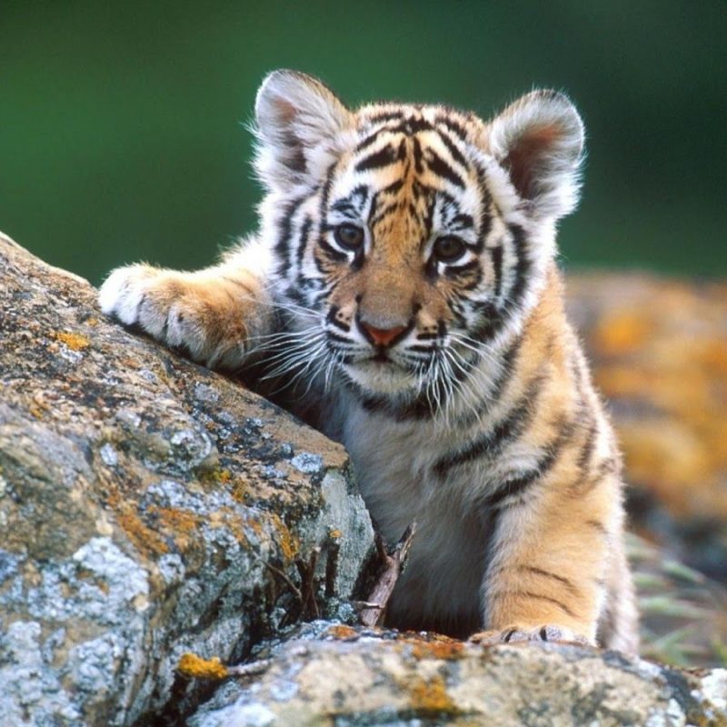 10 Best Wallpaper Of Baby Animals FULL HD 1920×1080 For PC Desktop 2022 free download baby animal hd wallpaper baby animal pictures new wallpapers 2 800x800