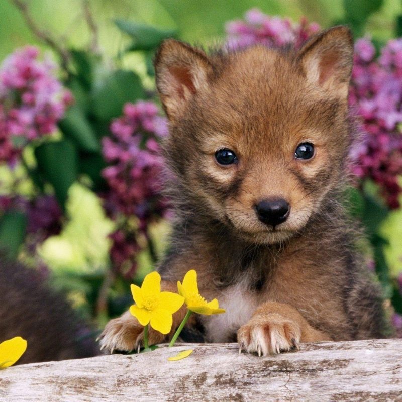 10 Latest Wallpapers Of Baby Animals FULL HD 1080p For PC Background 2022 free download baby animals wallpapers wallpaper cave 800x800
