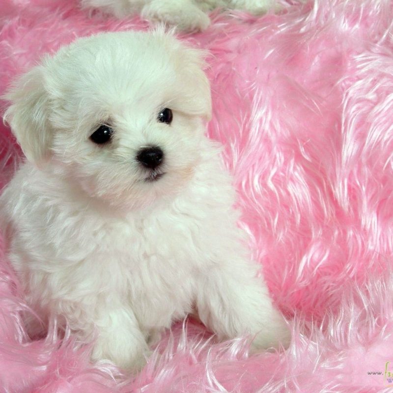10 Latest Cute Baby Dogs Wallpaper FULL HD 1080p For PC Background 2022 free download baby dog wallpaper for android i54 awesomeness pinterest dog 2 800x800