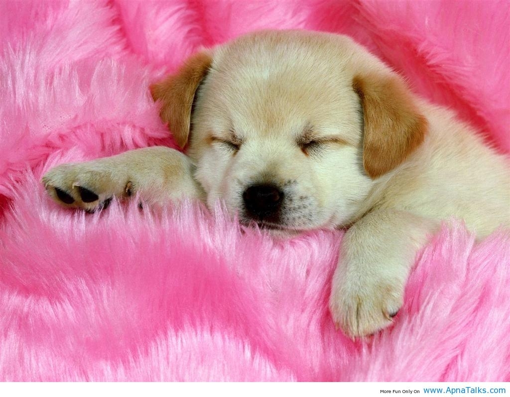 10 Latest Cute Baby Dogs Wallpaper FULL HD 1080p For PC Background