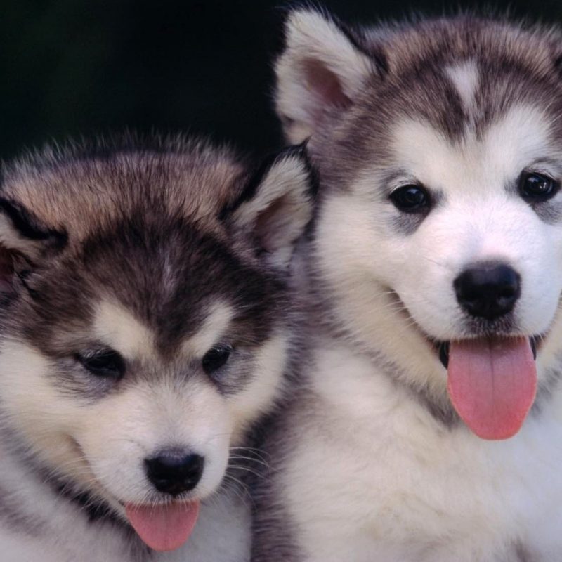 10 Most Popular Images Of Baby Huskies FULL HD 1080p For PC Background 2022 free download baby huskies wallpaper 79 images 800x800