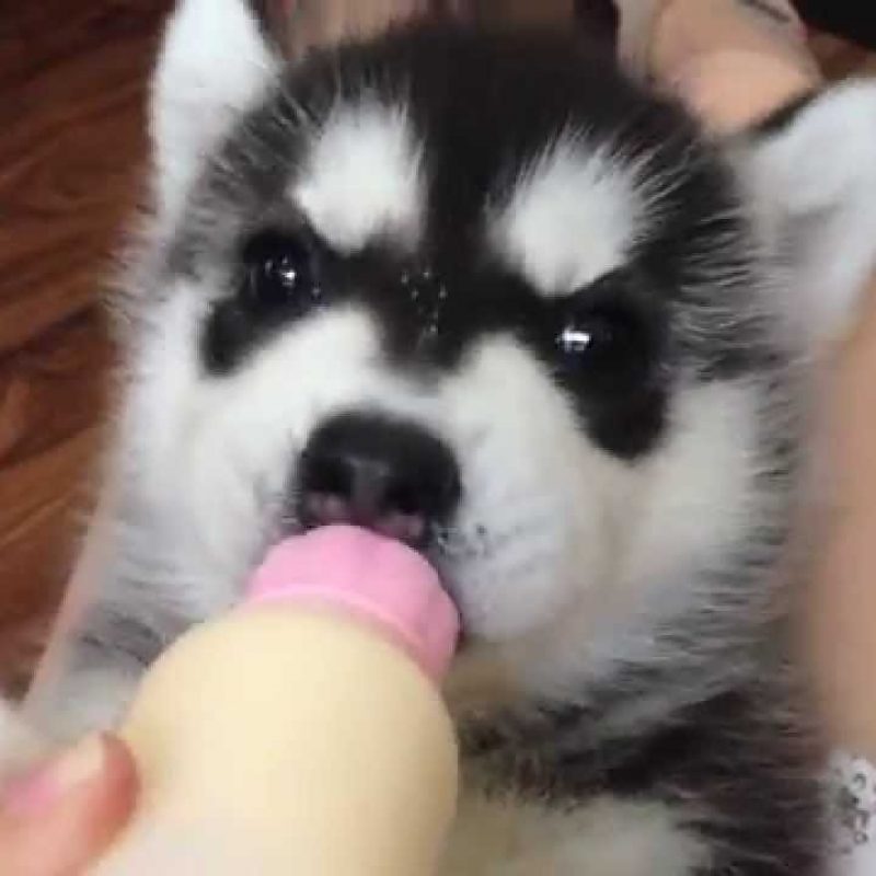 10 Most Popular Images Of Baby Huskies FULL HD 1080p For PC Background 2023 free download baby husky hansel and his feeding bottle youtube 800x800