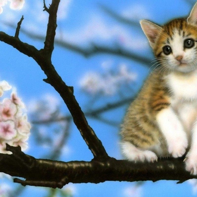 10 New Cute Baby Kitten Pics FULL HD 1920×1080 For PC Background 2022 free download baby kitten wallpapers wallpaper cave 800x800
