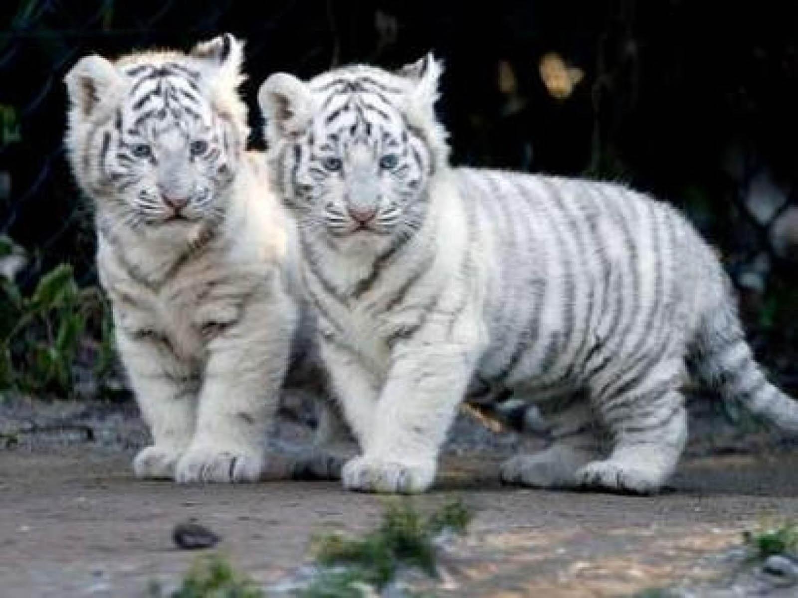 10 Most Popular Pictures Of Baby White Tigers FULL HD 1080p For PC Desktop