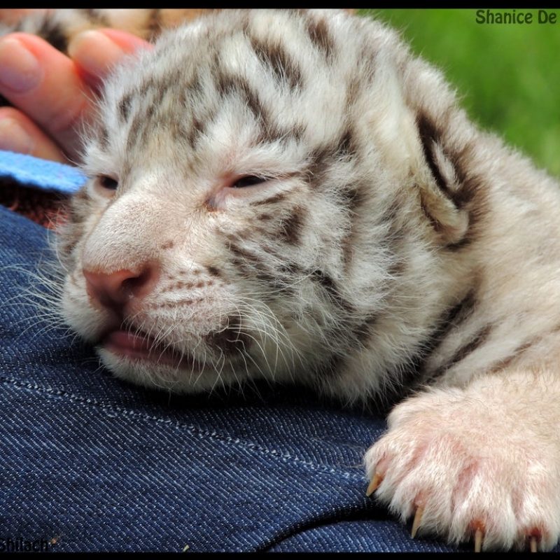 10 Most Popular Pictures Of Baby White Tigers FULL HD 1080p For PC Desktop 2022 free download baby white tigerazurehowlshilach on deviantart 800x800
