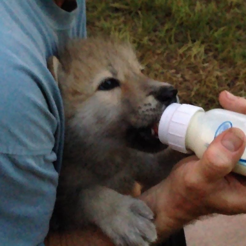 10 Latest Pictures Of Baby Wolves FULL HD 1080p For PC Desktop 2022 free download baby wolf gets bottle fed youtube 800x800