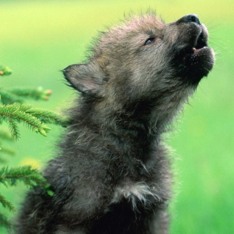 10 Latest Pictures Of Baby Wolves FULL HD 1080p For PC Desktop 2022 free download baby wolf pups howling cutest compilation youtube 800x800