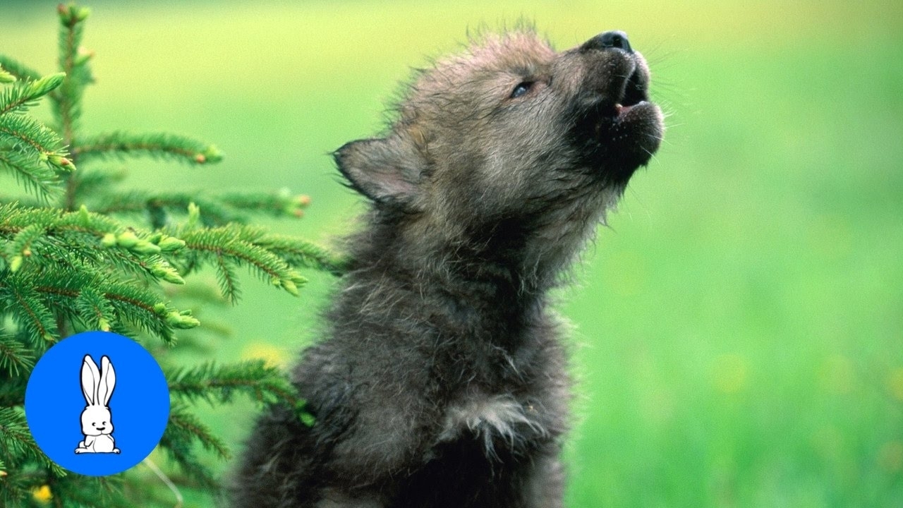 10 Latest Pictures Of Baby Wolves FULL HD 1080p For PC Desktop 2021