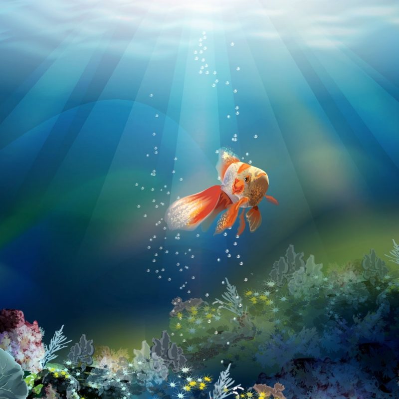 10 Most Popular Fish Backgrounds For Desktop FULL HD 1920×1080 For PC Background 2022 free download backgrounds fishjerome junious 1920x1080 for pc mac laptop 800x800