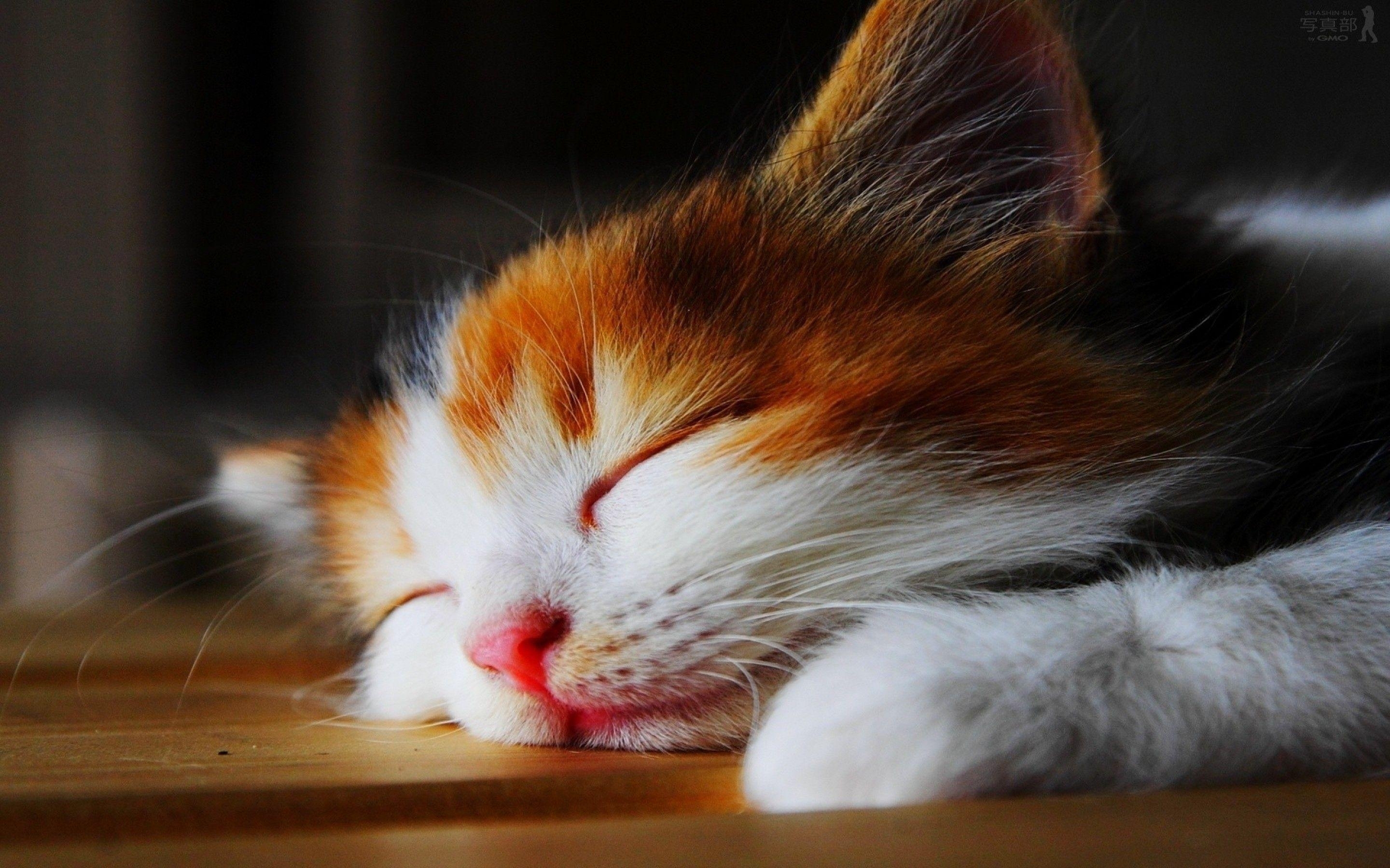 10 Best Hd Cute Cat Wallpapers FULL HD 1080p For PC Desktop 2020