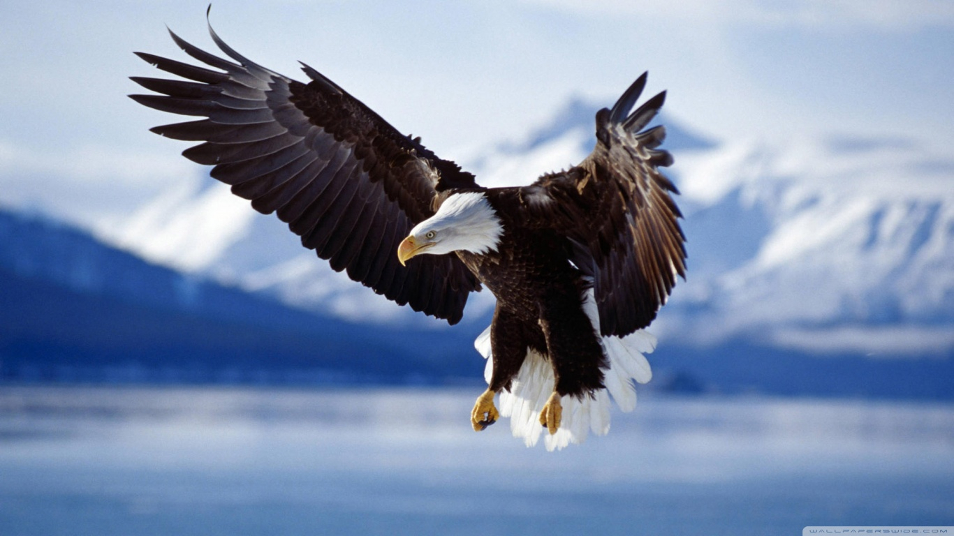10 Most Popular Bald Eagle Hd Wallpapers FULL HD 1920×1080 For PC Background