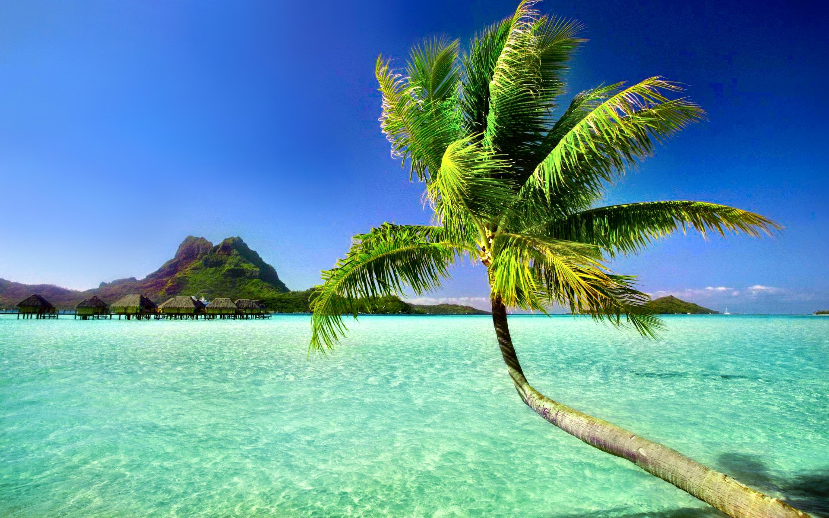 10 Most Popular Beautiful Beach Backgrounds Palm Trees Full Hd 1920
