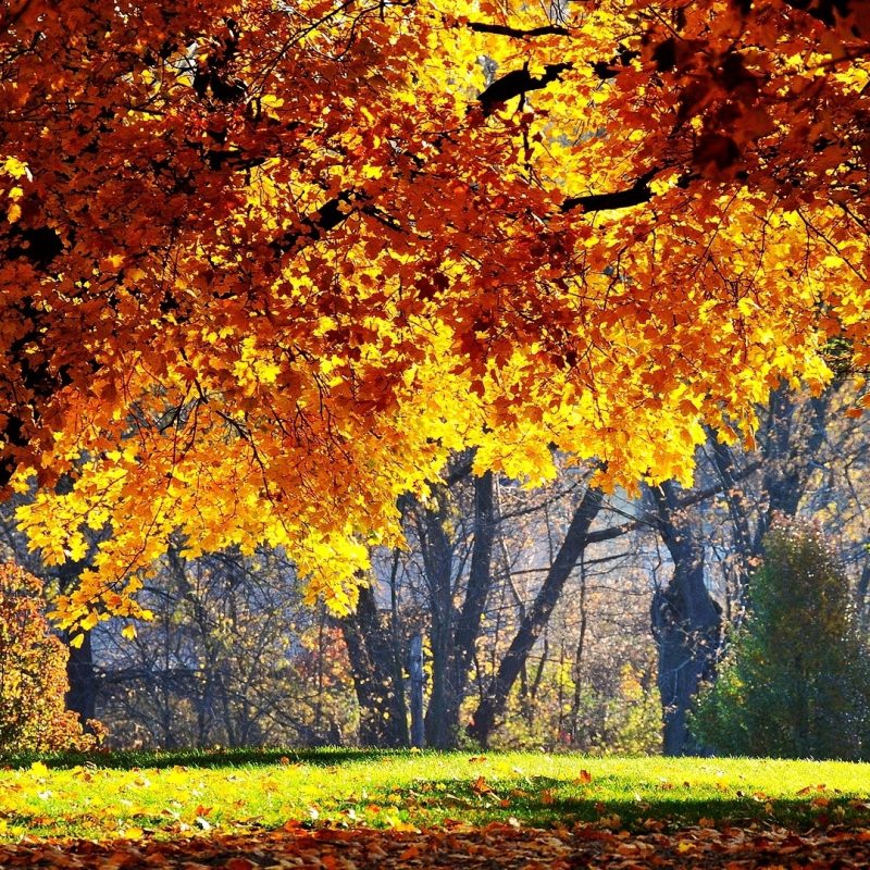 10 Most Popular Beautiful Fall Backgrounds For Desktop FULL HD 1920×1080 For PC Background 2022 free download beautiful fall e29da4 4k hd desktop wallpaper for 4k ultra hd tv e280a2 wide 1 800x800