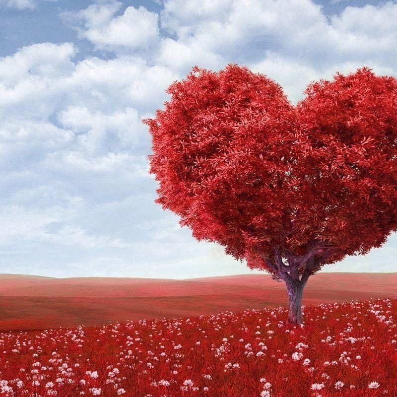 10 Most Popular Beautiful Heart Images Hd FULL HD 1080p For PC Background 2024 free download beautiful heart wallpapers wallpaper cave 800x800