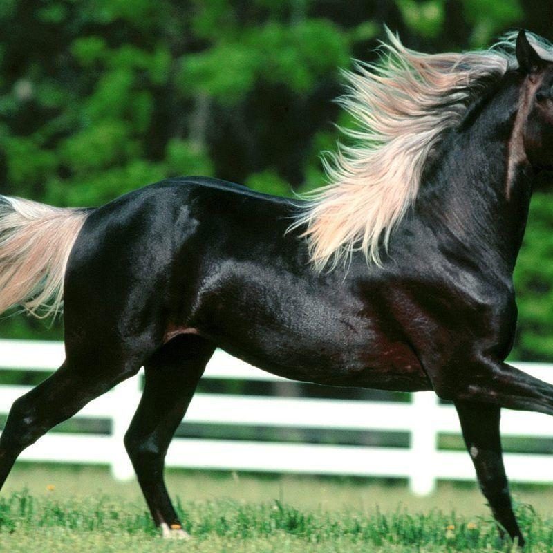 10 New Beautiful Horses Pictures Wallpapers FULL HD 1920×1080 For PC Desktop 2022 free download beautiful horses wallpapers wallpaper cave 800x800