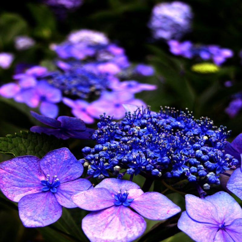 10 Latest Beautiful Purple Flowers Images FULL HD 1080p For PC Desktop 2022 free download beautiful purple flowers 6966736 800x800