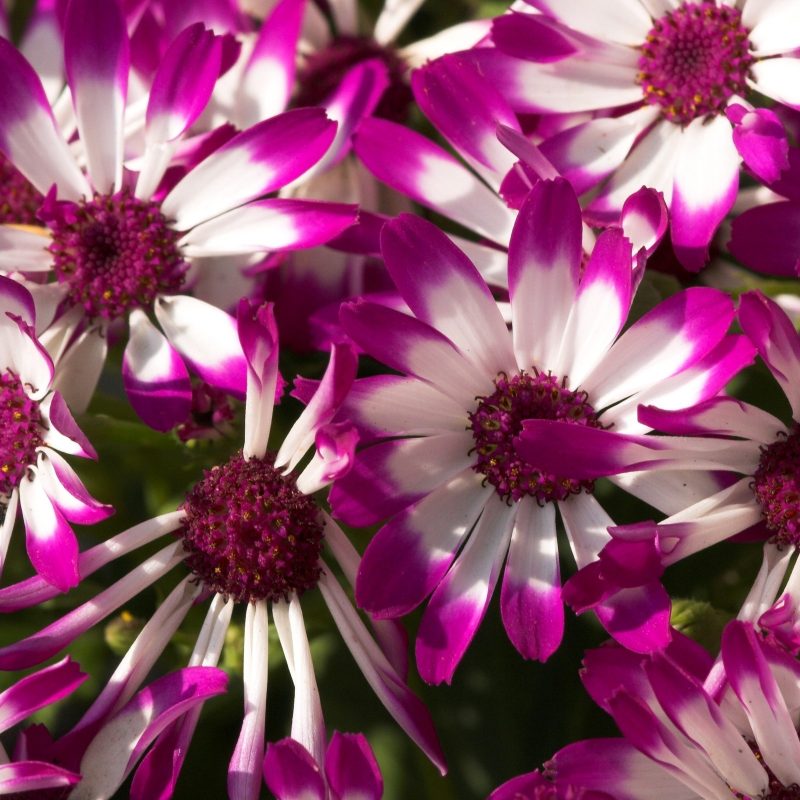 10 Latest Beautiful Purple Flowers Images FULL HD 1080p For PC Desktop 2022 free download beautiful purple flowers wallpapers hd wallpapers id 10473 800x800