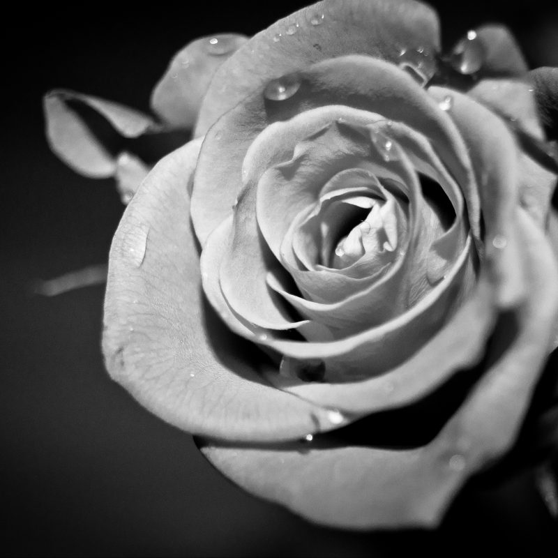 10 Latest Black And White Rose Wallpaper FULL HD 1920×1080 For PC Desktop 2024 free download black and white flower pics dowload 800x800