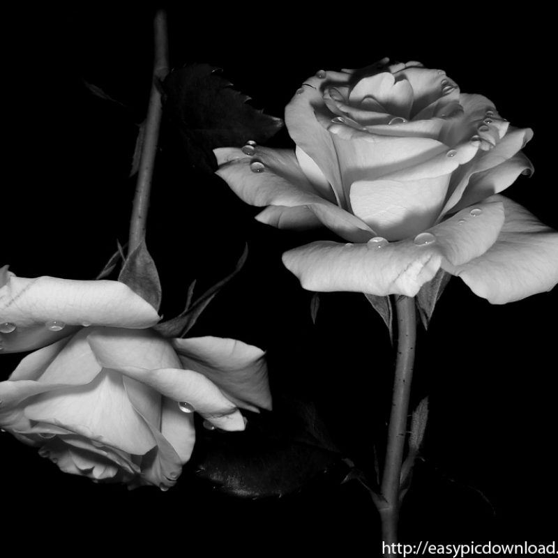 10 Latest Black And White Rose Wallpaper FULL HD 1920×1080 For PC Desktop 2024 free download black and white rose wallpaper easy pic download 800x800