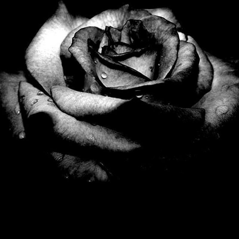 10 Latest Black And White Rose Wallpaper FULL HD 1920×1080 For PC Desktop 2024 free download black and white roses wallpaper hd pics for iphone rose gipsypixel 800x800