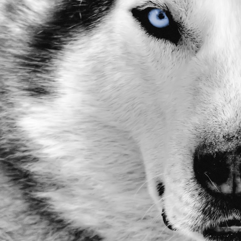 10 Most Popular White Wolf Wallpaper 1920X1080 FULL HD 1920×1080 For PC Background 2024 free download black and white wolf 33 desktop wallpaper hdblackwallpaper 800x800
