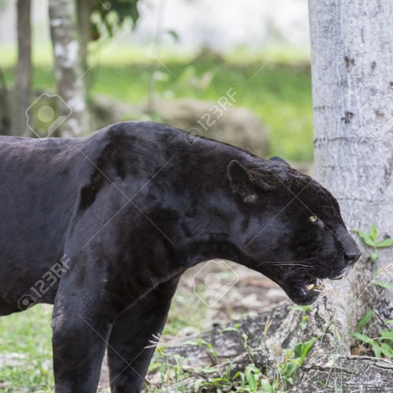 10 Best Pictures Of Black Jaguars FULL HD 1080p For PC Desktop 2023 free download black jaguar at cancun mexico stock photo picture and royalty free 800x800