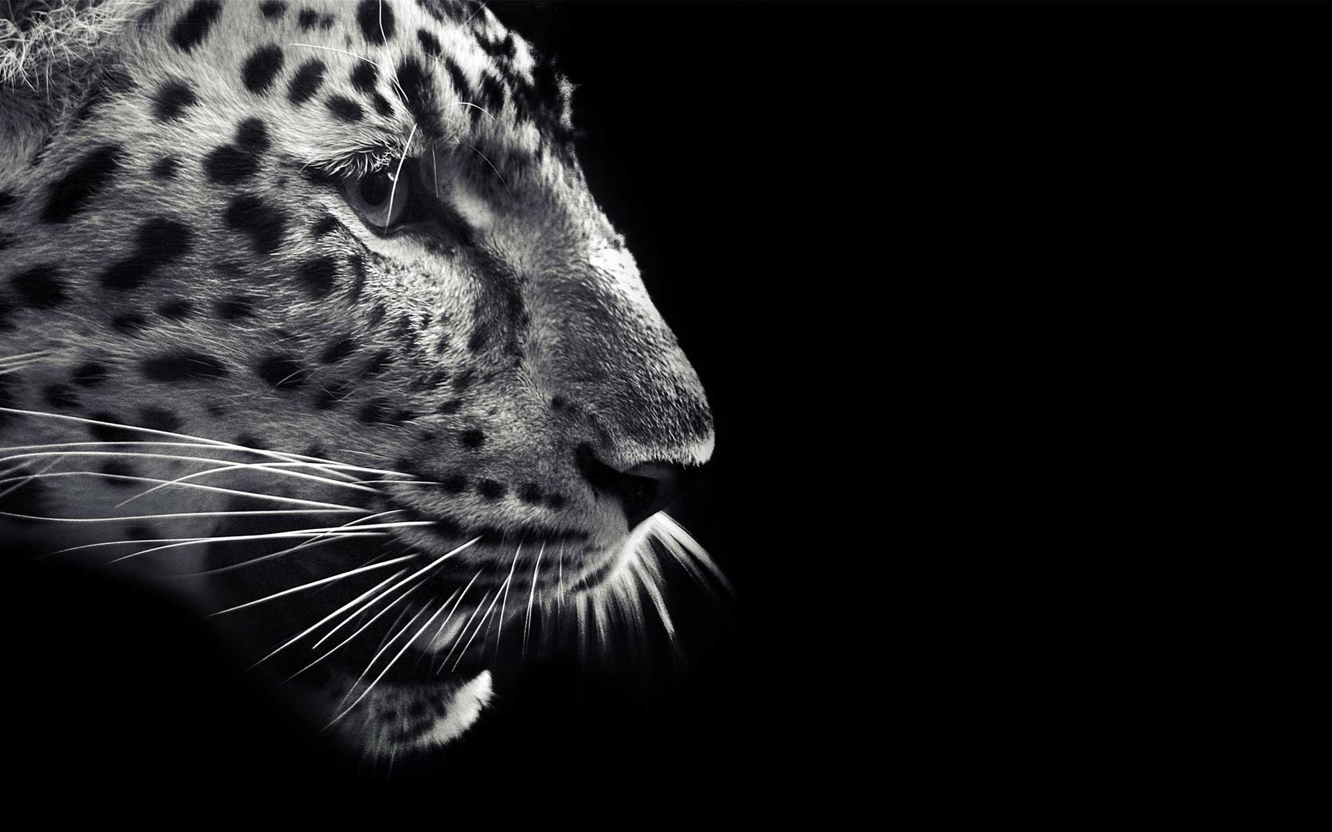 10 Latest Black And White Jaguar Pictures FULL HD 1920 ...