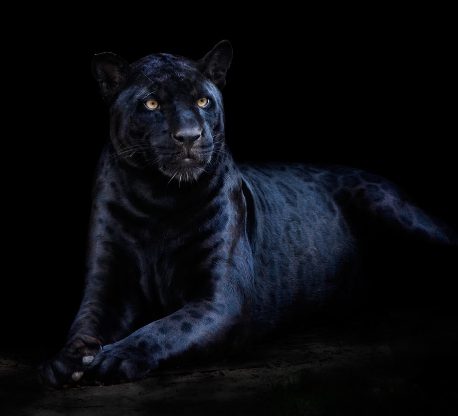 10 Most Popular Image Of Black Jaguar FULL HD 1080p For PC ...