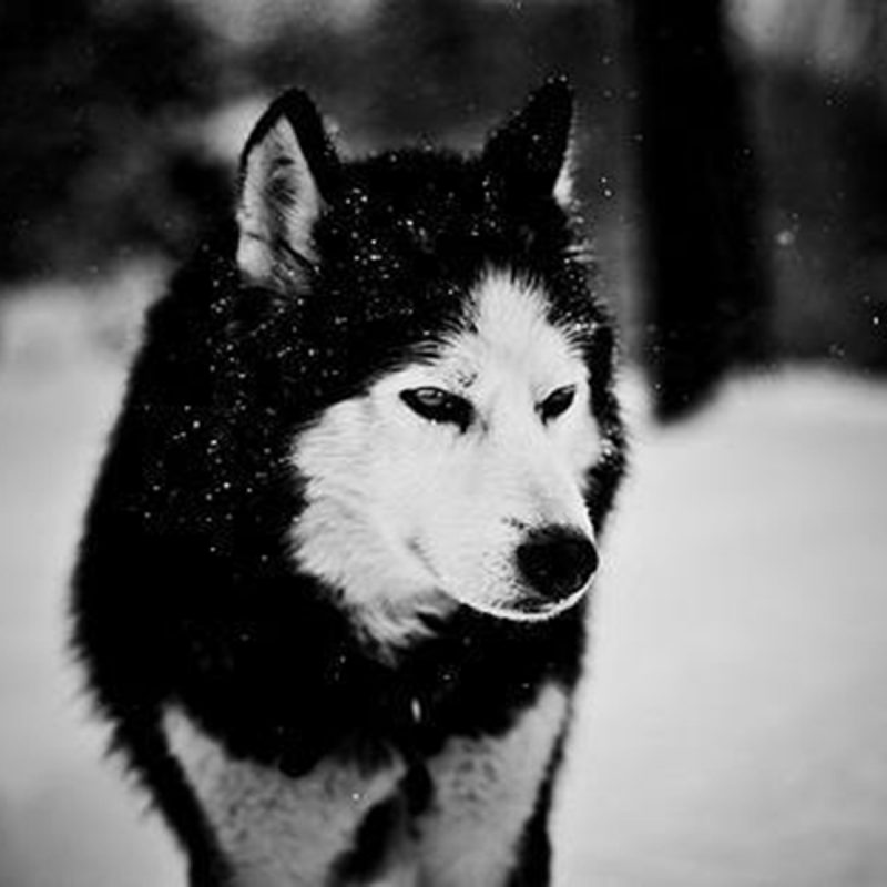 10 Latest Black And White Wolf Wallpaper FULL HD 1080p For PC Desktop 2022 free download black wolf wallpapers picture wallpaper wiki 800x800