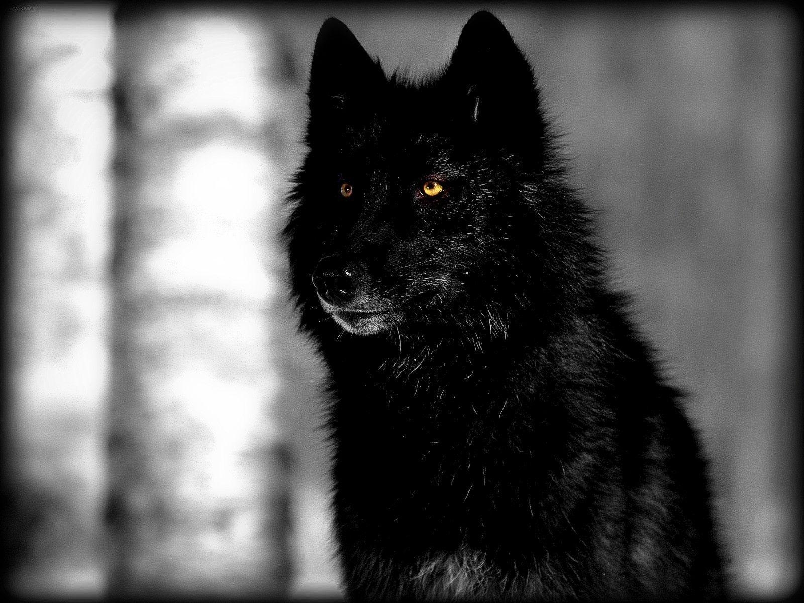 black wolf wallpapers - wallpaper cave