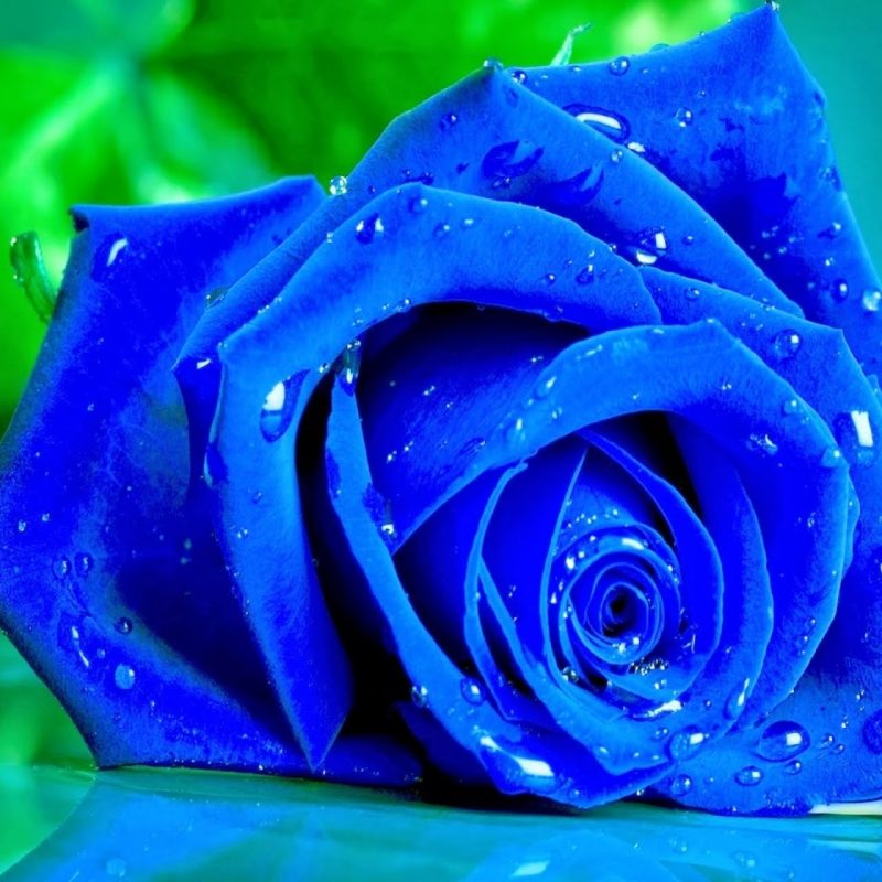 10 New Blue Rose Wallpaper Hd FULL HD 1080p For PC Desktop 2022 free download blue rose live wallpaper youtube 800x800