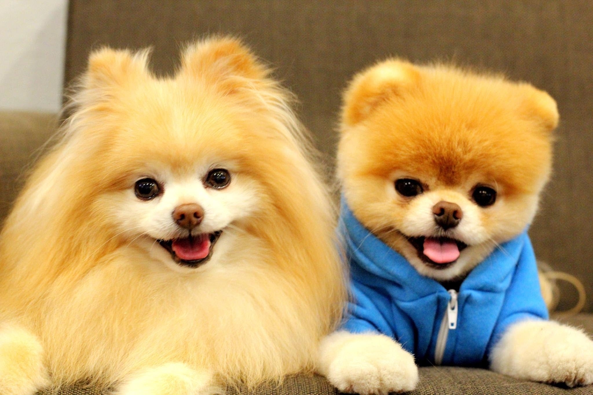 10 Latest Cute Baby Dogs Images FULL HD 1920×1080 For PC Desktop