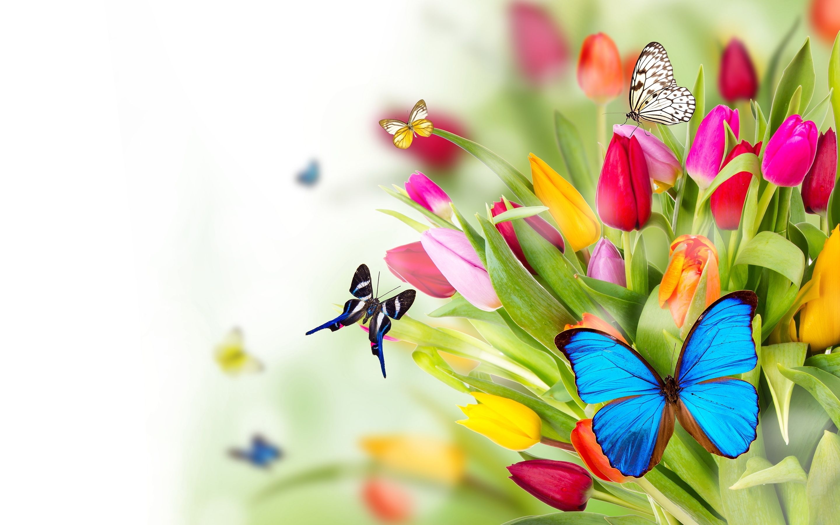 10 Latest Flowers And Butterflies Wallpaper FULL HD 1080p For PC Desktop