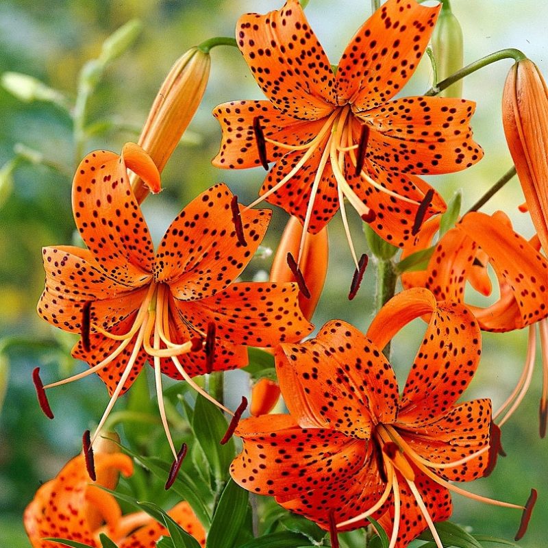 10 Most Popular Pictures Of Tiger Lilies FULL HD 1080p For PC Desktop 2023 free download buy tiger lily bakker 2 800x800