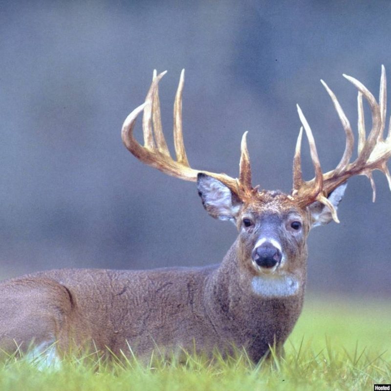10 Most Popular Monster Whitetail Buck Pictures FULL HD 1080p For PC Desktop 2022 free download camouflage wallpaper realtree camo real tree camouflage wallpaper 800x800