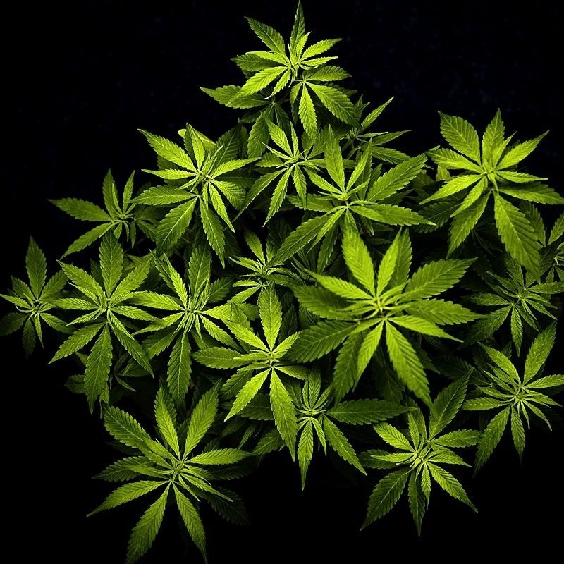 10 Top Weed Plant Wallpaper Hd FULL HD 1080p For PC Desktop 2022 free download cannabis plant wallpapers cannabis and weed posters 800x800