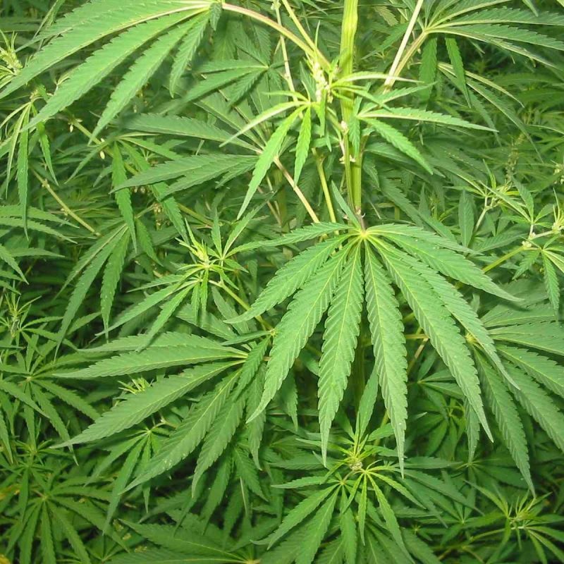 10 Top Weed Plant Wallpaper Hd FULL HD 1080p For PC Desktop 2022 free download cannabis plants wallpaper hd weedpad wallpapers 800x800