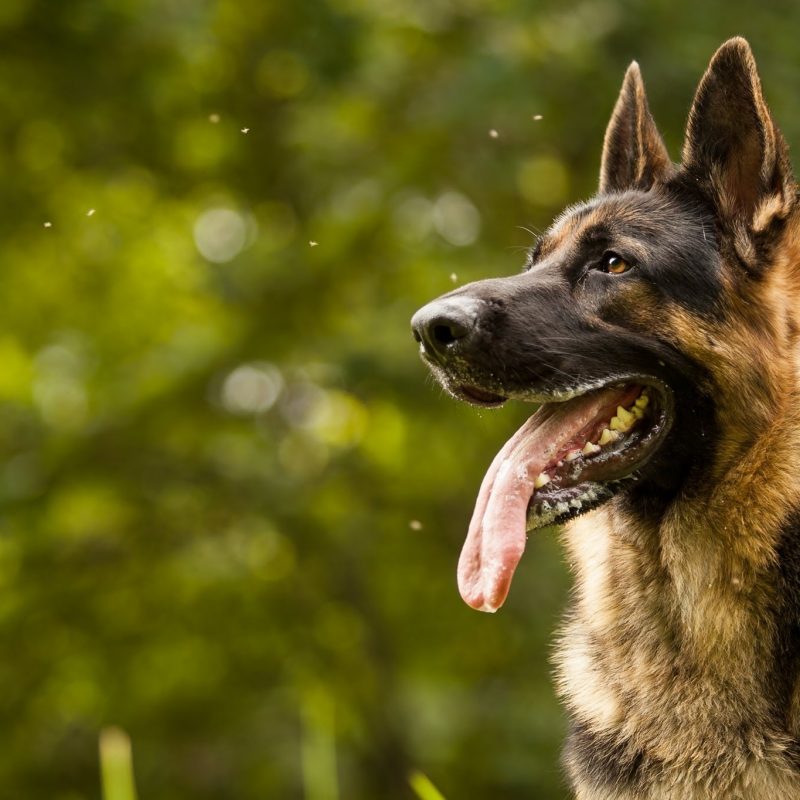 10 Latest German Shepherd Hd Wallpaper FULL HD 1920×1080 For PC Background 2024 free download captivating dog german shepherd hd wallpaper 08 along with pleasant 800x800