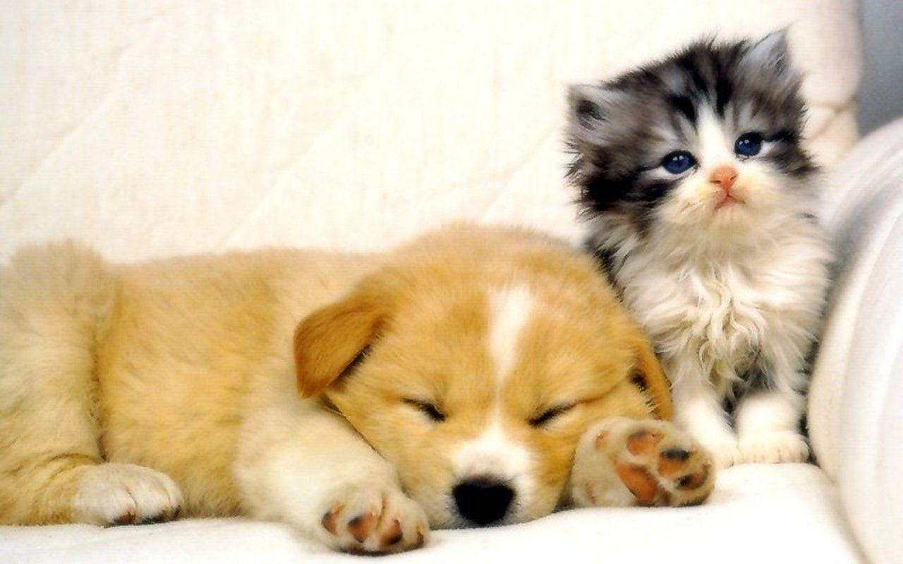10 Most Popular Dog And Cat Wallpaper FULL HD 1080p For PC Background