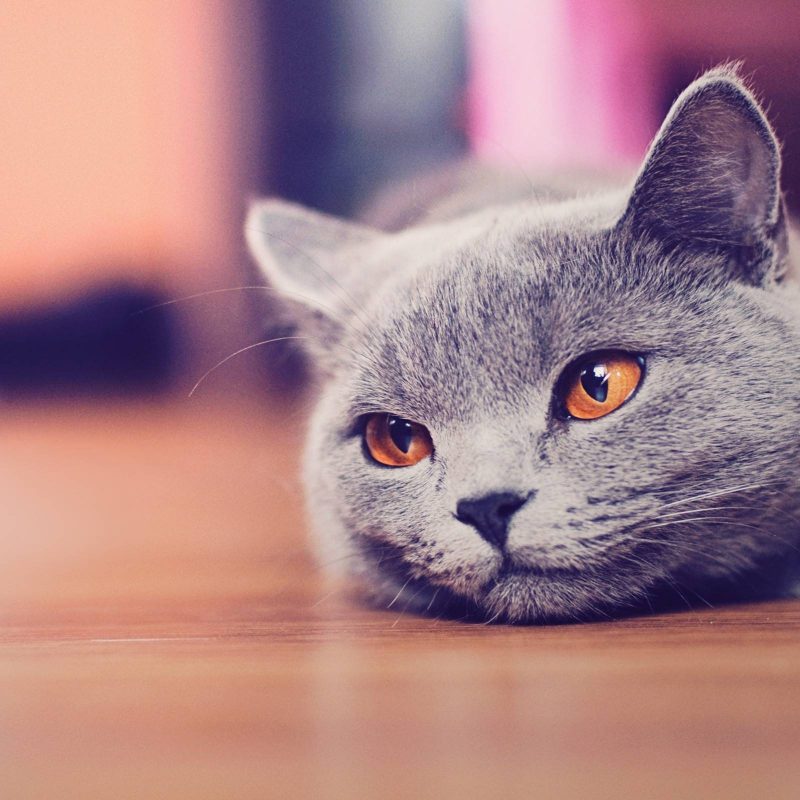 10 New Cat Wallpaper For Computer FULL HD 1080p For PC Background 2022 free download cat desktop wallpaper full hd cool 3d cute fluffy for computer pics 800x800