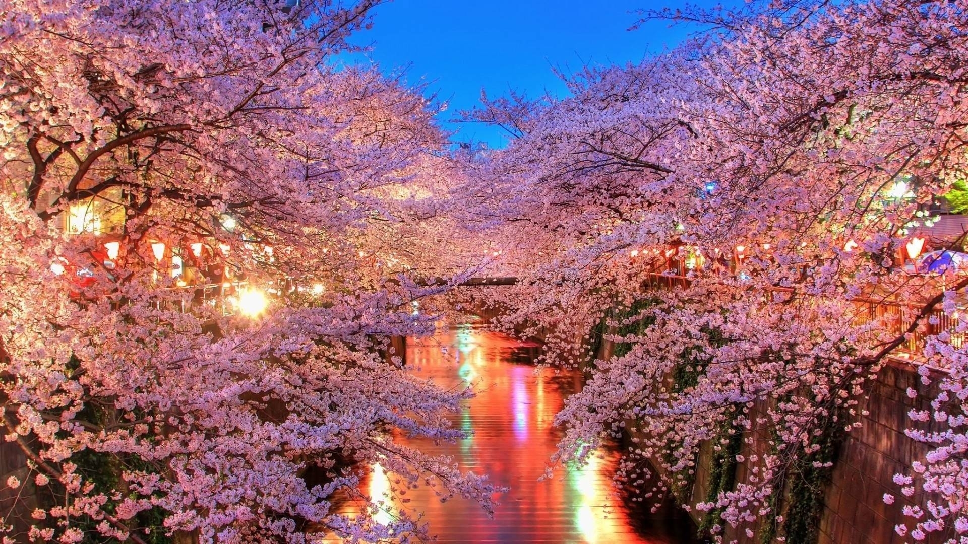 10 Top Cherry Blossoms Desktop Wallpaper FULL HD 1080p For PC Desktop